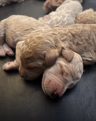 CUCCIOLI Barbone Grande Mole