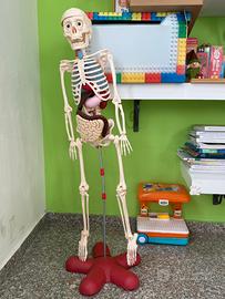 modello anatomico scheletro umano
