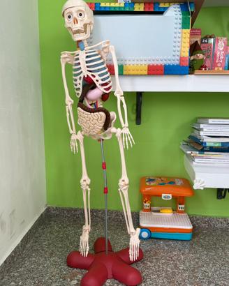 modello anatomico scheletro umano