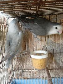 Inseparabile roseicollis