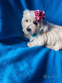 Cucciolo di maltese toy
