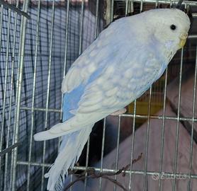 Cocorite viola ala perlata