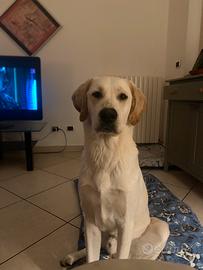 Cucciolo golden retriver