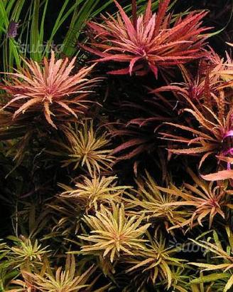 Piante per acquario rosse e verdi, ampia scelta