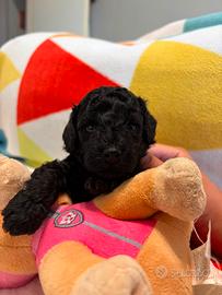 barboncini toy cuccioli