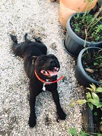 Staffy maschio con Pedigree per accoppiamento