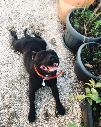 Staffy maschio con Pedigree per accoppiamento