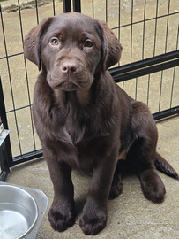 Cuccioli labrador