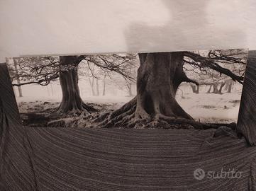 Quadro su pannello rigido MDF – Alberi in B/N