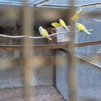 Pappagalli parrocchetti monaci