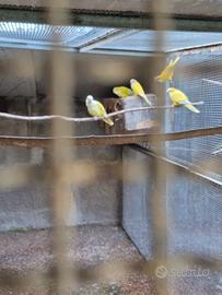 Pappagalli parrocchetti monaci