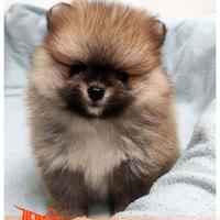 Cuccioli di SPITZ TEDESCO NANO