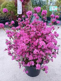 pianta azalea japonica fioritura primaverile 