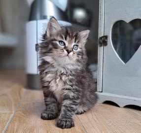 Cucciolo gatto siberiano pedigree