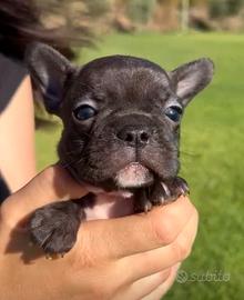 Cuccioli Bulldog Francese