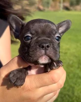 Cuccioli Bulldog Francese