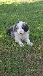 ultimo border collie con pedigree