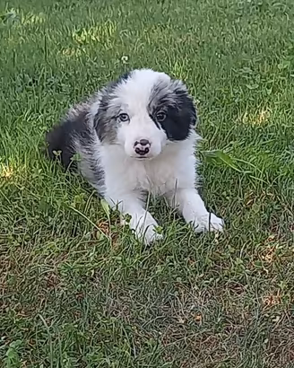 ultimo border collie con pedigree