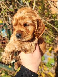 Cocker Spaniel Inglese Cuccioli 