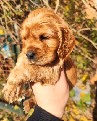 Cocker Spaniel Inglese Cuccioli 