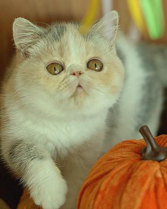 Cucciola Calico dil di gatti Exotic Shorthair 