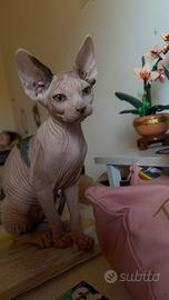 Cucciola di Sphynx elf straight