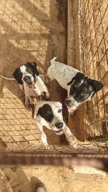 Cuccioli di Mix Pointer