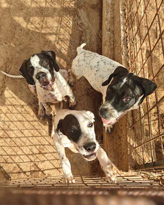 Cuccioli di Mix Pointer