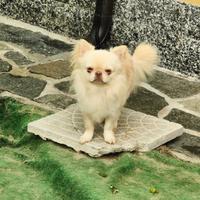 Maschio con Pedigree per ACCOPPIAMENTO