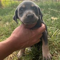 Catahoula cuccioli