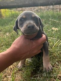 Catahoula cuccioli