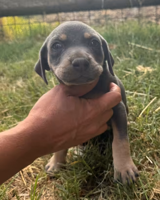 Catahoula cuccioli