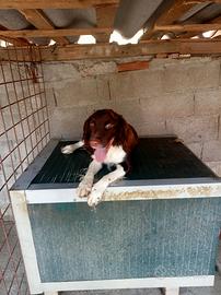 Cani springer
