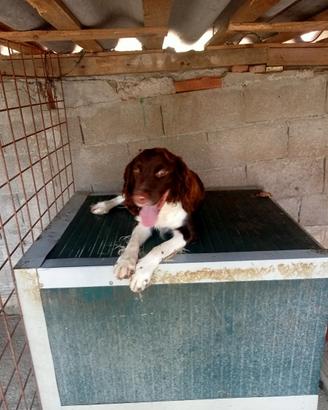 Cani springer