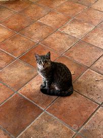 Gatto madre siberiana