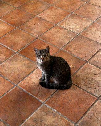 Gatto madre siberiana