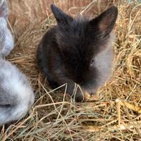 Coniglietti nani arieti e testa di leone