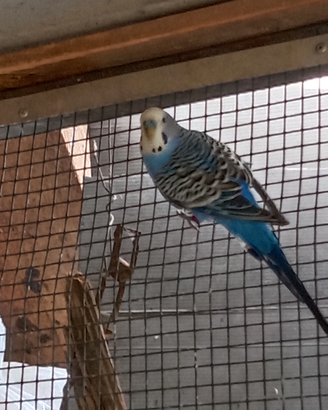 Cocorita