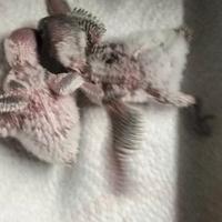 Pulli cocorite