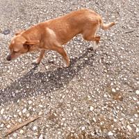 Cucciole in adozione