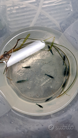 Neocaridine blue dream