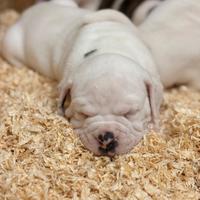 Cuccioli BULLDOG AMERICAN