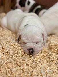 Cuccioli BULLDOG AMERICAN