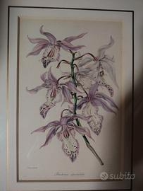 Coppia opere artista S. Holden 1840