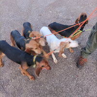 Segugio italiano a lepre