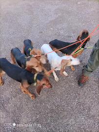 Segugio italiano a lepre