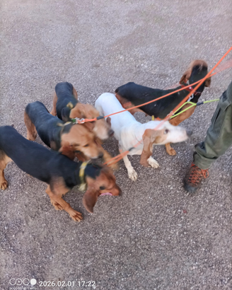 Segugio italiano a lepre