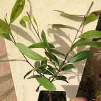 Erba Mate - Ilex Paraguariensis PIANTA