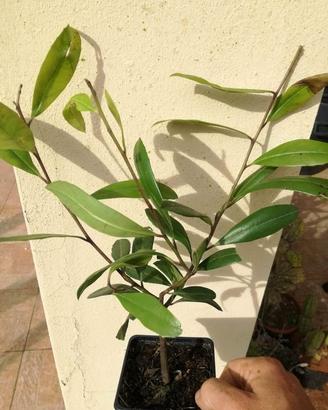 Erba Mate - Ilex Paraguariensis PIANTA