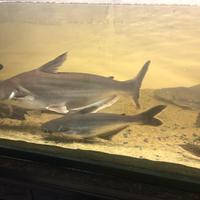 Pesce pangasius sutchi